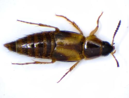 Réf. 359 840 : Lordithon thoracicus